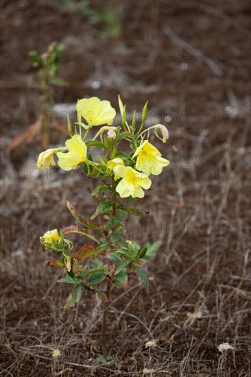 Conservation area of Belle Dune in Quend