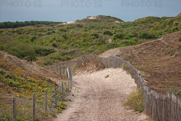 Conservation area of Belle Dune in Quend