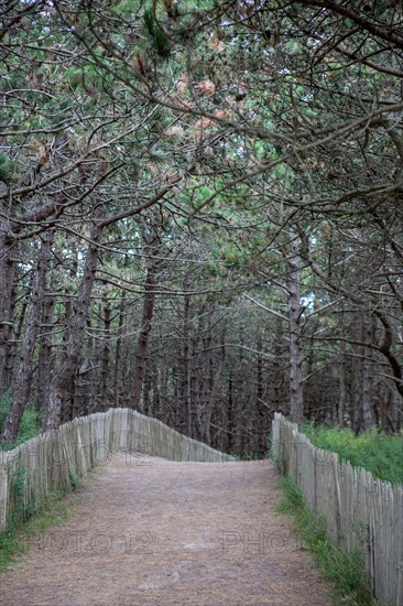 Conservation area of Belle Dune in Quend