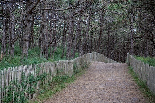 Quend (Baie de Somme, France), site de Belle Dune