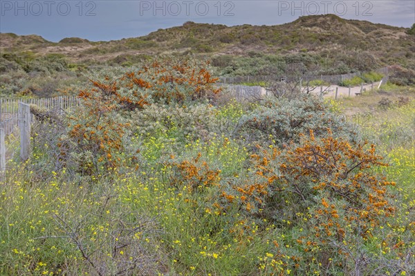 Quend (Baie de Somme, France), site de Belle Dune