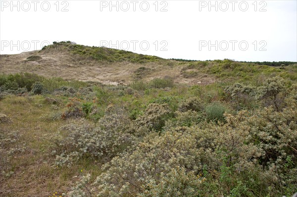 Quend (Baie de Somme, France), site de Belle Dune