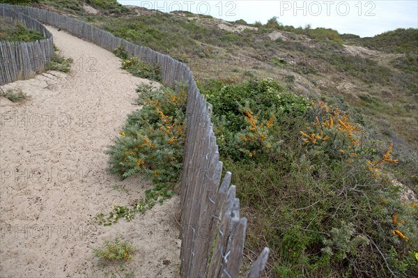 Quend (Baie de Somme, France), site de Belle Dune