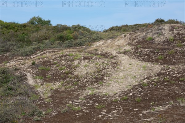 Quend (Baie de Somme, France), site de Belle Dune