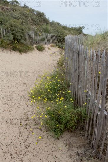 Quend (Baie de Somme, France), site de Belle Dune