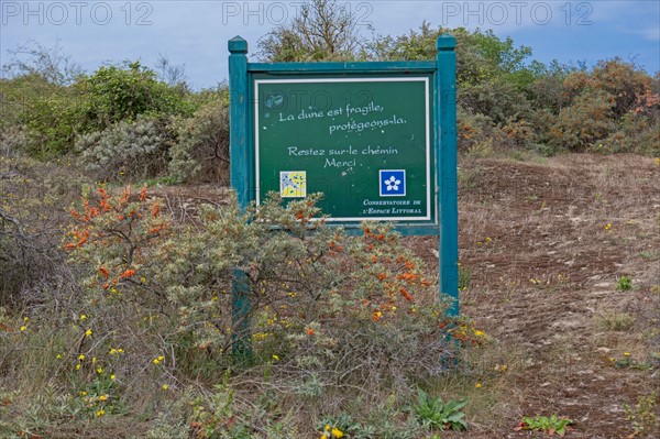 Conservation area of Belle Dune in Quend