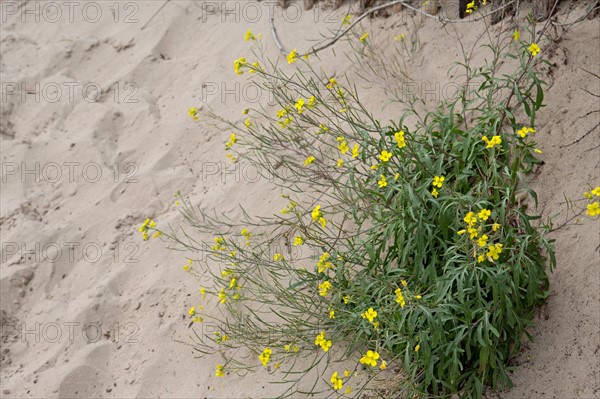 Conservation area of Belle Dune in Quend