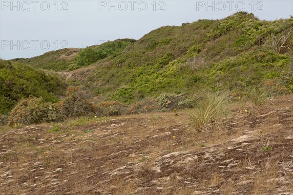 Conservation area of Belle Dune in Quend