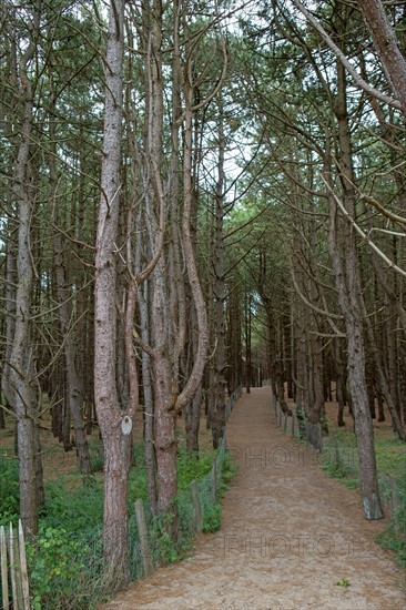 Quend (Baie de Somme, France), site de Belle Dune