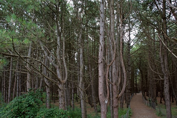 Conservation area of Belle Dune in Quend