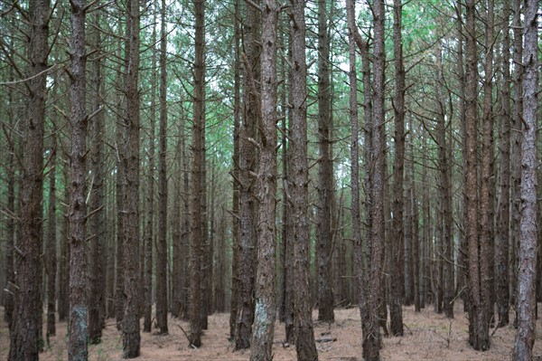 Conservation area of Belle Dune in Quend