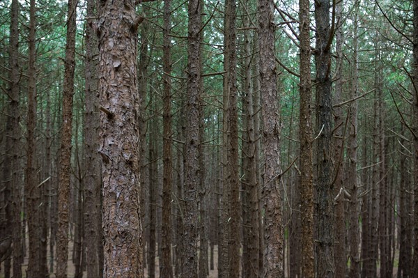 Conservation area of Belle Dune in Quend