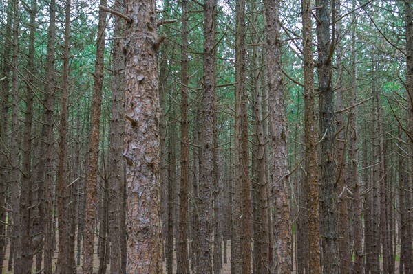 Conservation area of Belle Dune in Quend