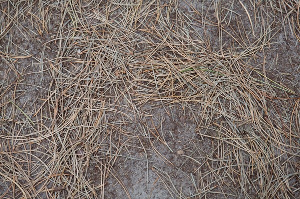 Quend (Baie de Somme, France), site de Belle Dune