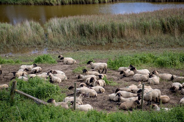 Le Crotoy (Baie de Somme, France)