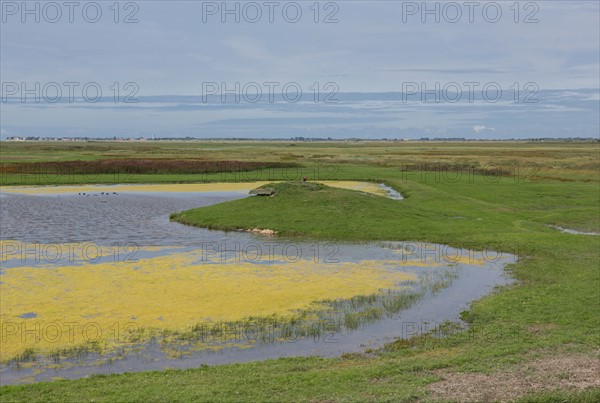 Le Crotoy (Baie de Somme, France)