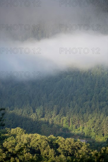 Parc des Grands Causses, brume matinale sur les gorges du Tarn