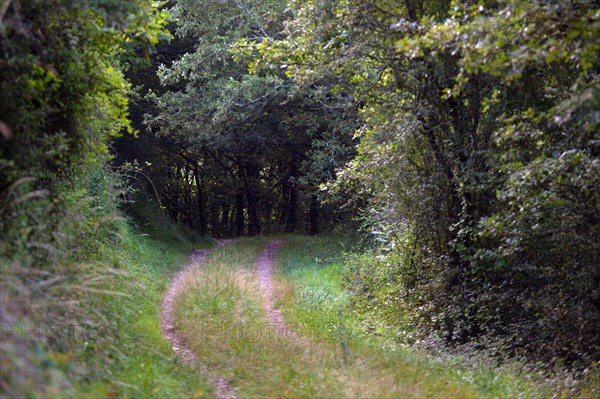 Parc des Grands Causses, Brousse-le-Château, chemin forestier