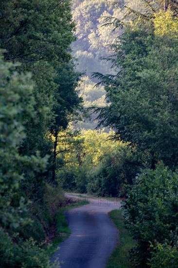 Parc des Grands Causses, route à travers la forêt