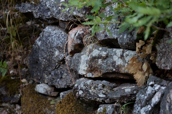 Detail of a stone wall