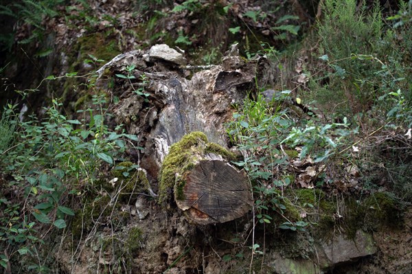 Parc des Grands Causses, branche d'arbre coupée en forme de sanglier
