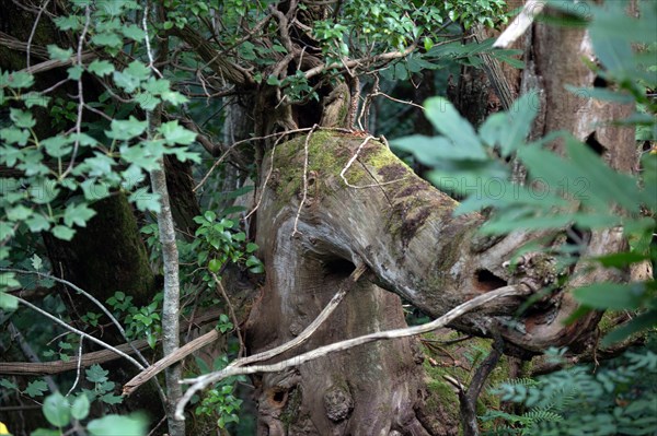 Parc des Grands Causses, branche d'arbre