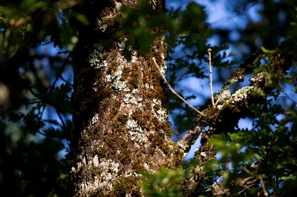 Regional nature park of Grands Causses