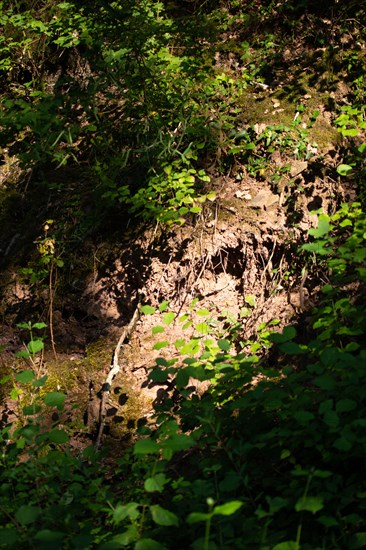 Parc des Grands Causses, racines d'un arbre