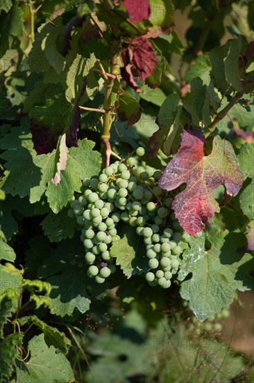 Parc des Grands Causses, grappe de raisin