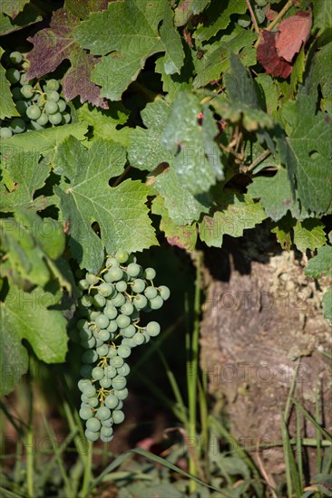 Parc des Grands Causses, grappe de raisin