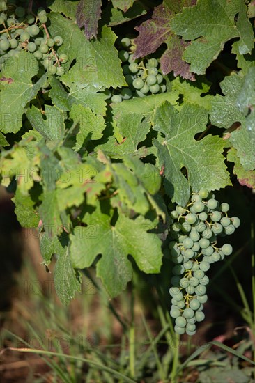 Parc des Grands Causses, grappe de raisin