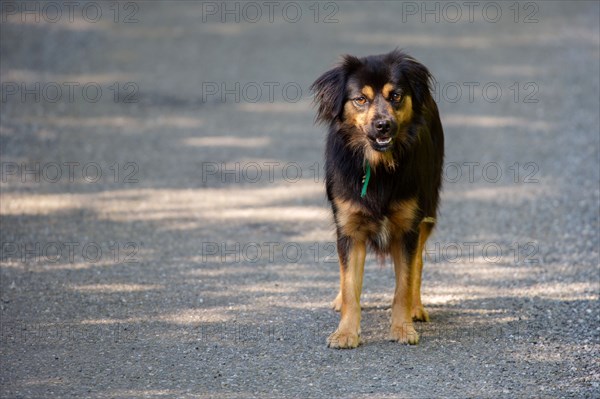 Dog in the middle of the road