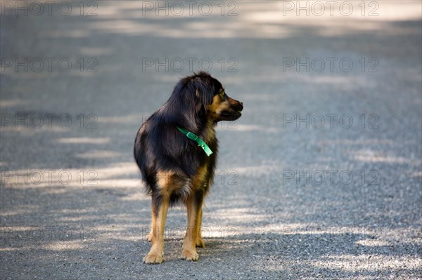 Parc des Grands Causses, chien sur la route