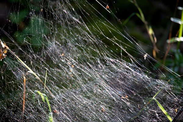 Close up of a spider web