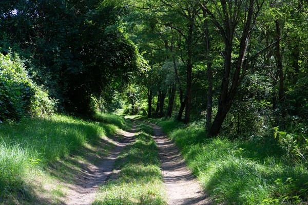 Parc des Grands Causses, Gorges du Tarn, Brousse le Château