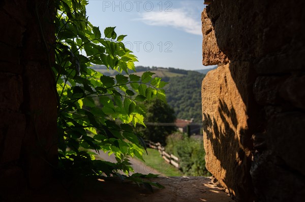 Parc des Grands Causses, Gorges du Tarn, Brousse le Château