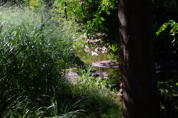 Lyon, Parc de la Tête d'Or, animaux