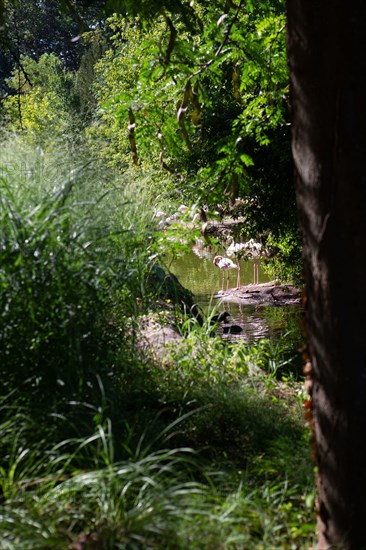 Lyon, Parc de la Tête d'Or, animaux