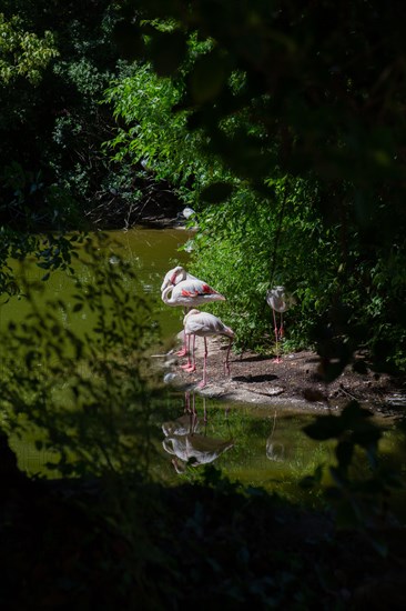 Lyon, Parc de la Tête d'Or, animaux