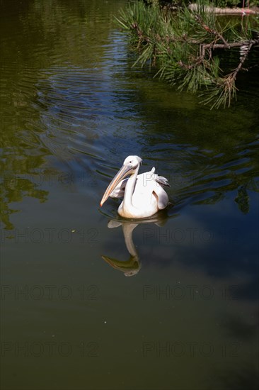 Lyon, Parc de la Tête d'Or, animaux