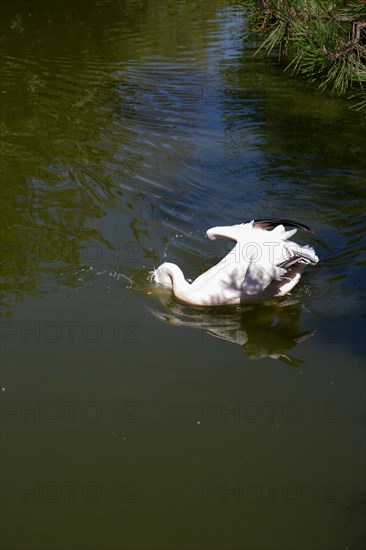 Lyon, Parc de la Tête d'Or, animaux