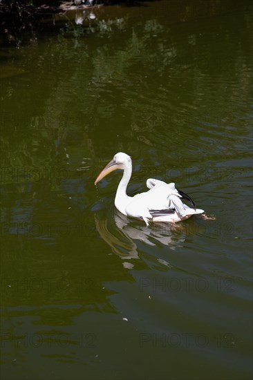 Lyon, Parc de la Tête d'Or, animaux