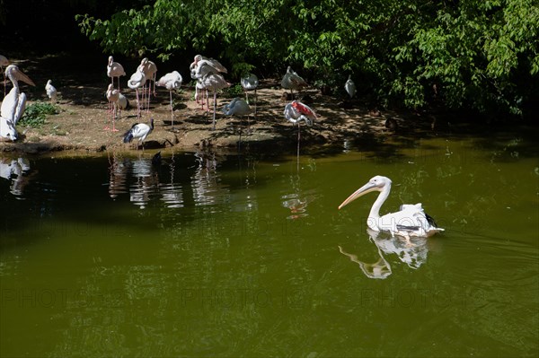 Lyon, Parc de la Tête d'Or, animaux