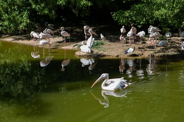 Lyon, Parc de la Tête d'Or, animaux