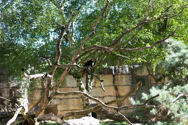 Lyon, Parc de la Tête d'Or, animaux