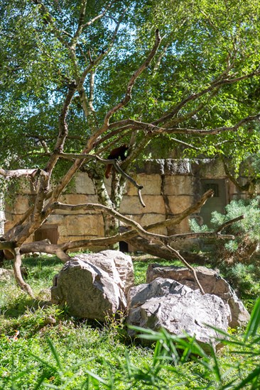 Lyon, Parc de la Tête d'Or, animaux