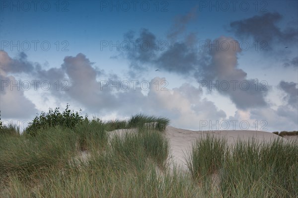 Le Touquet Paris Plage, dunes above the beach