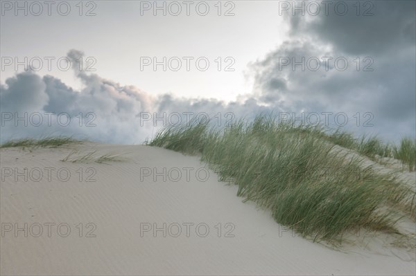 Le Touquet Paris Plage, dunes above the beach