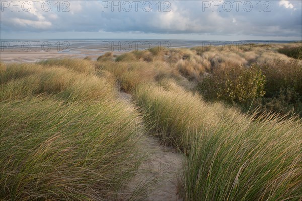 Le Touquet Paris Plage, dunes au dessus de la plage