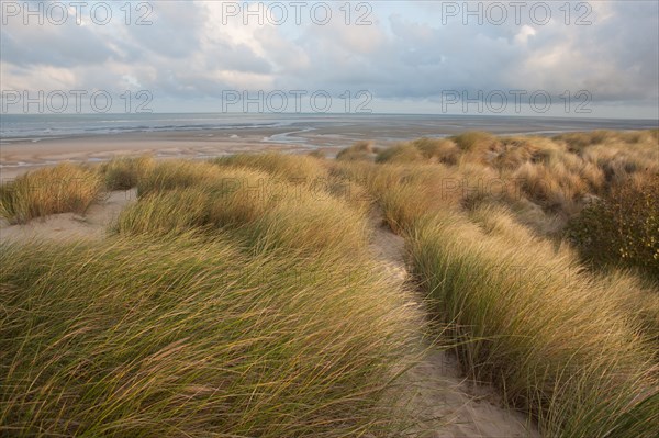 Le Touquet Paris Plage, dunes au dessus de la plage